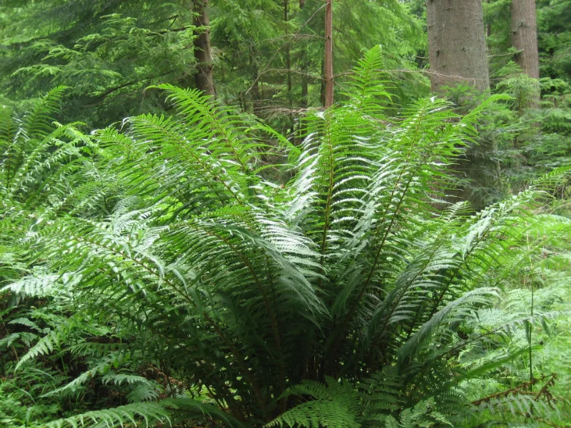 Golden-scaled male fern (Dryopteris affinis)