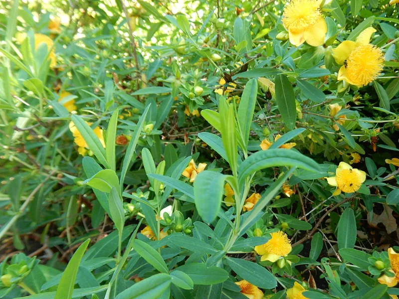 Golden St John's wort 'Sunburst' (Hypericum frondosum 'Sunburst') in flower