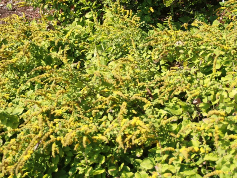 Goldenrod 'Golden Fleece' (Solidago sphacelata 'Golden Fleece') in flower
