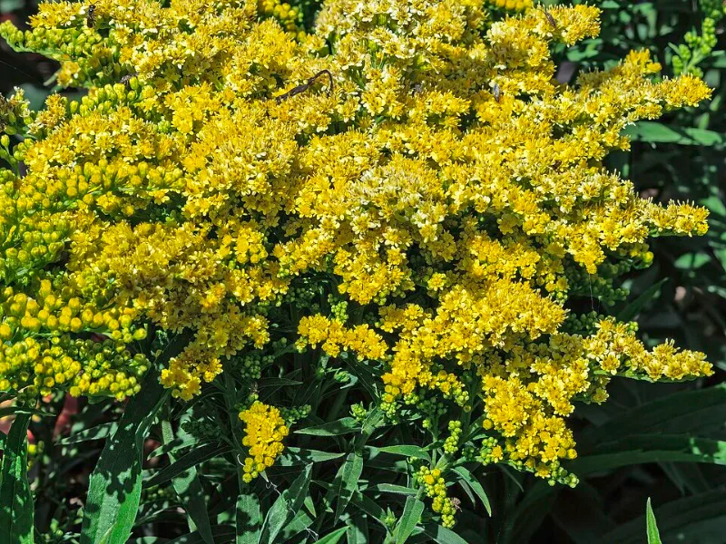 Goldenrod 'Little Lemon' (Solidago 'Dansolitlem' (Little Lemon)) in flower