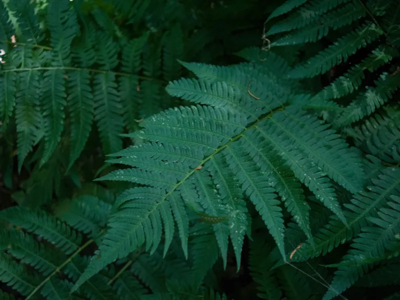 Goldie's wood fern (Dryopteris goldiana)