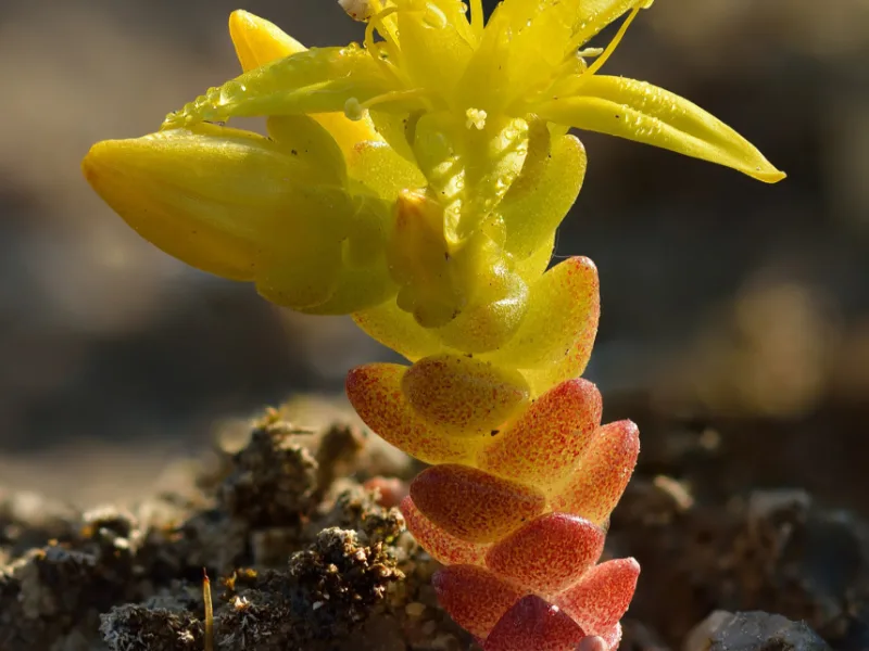 Goldmoss stonecrop (Sedum acre) in flower