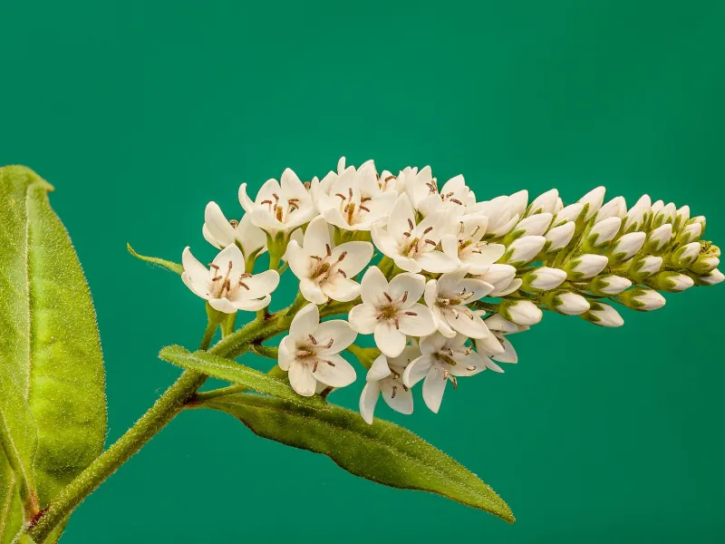 Gooseneck loosestrife (Lysimachia clethroides) in flower
