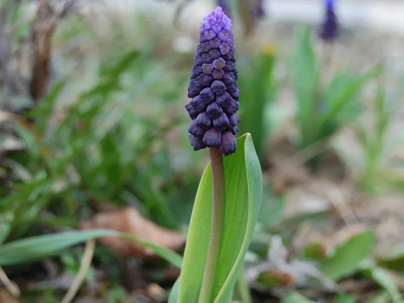 Broad-leaved grape hyacinth (Muscari latifolium) in flower