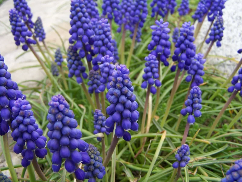 Grape hyacinth (Muscari armeniacum) in flower