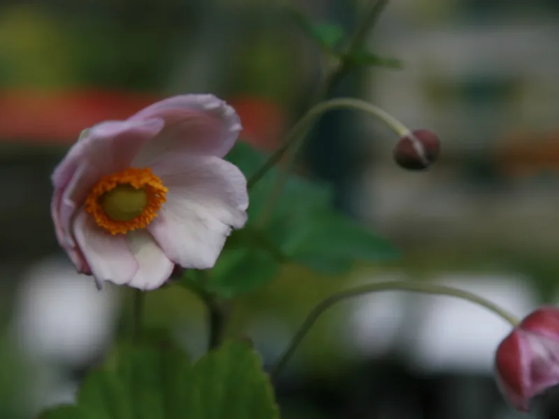 Grape-leaf anemone 'Robustissima' (Anemone tomentosa 'Robustissima') in flower