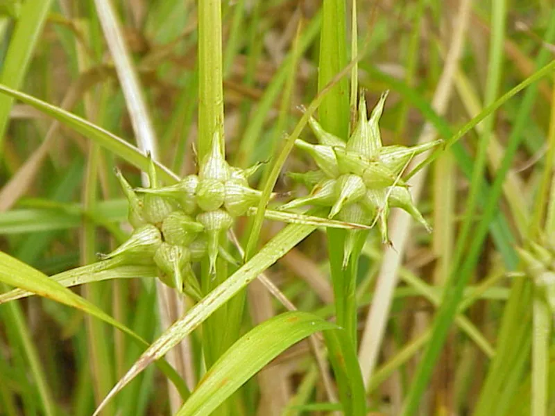 Gray's sedge (Carex grayi) in flower