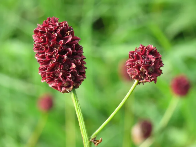 Great burnet (Sanguisorba officinalis) in flower