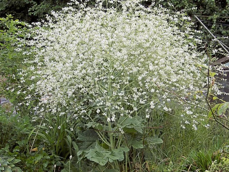 Greater sea kale (Crambe cordifolia) in flower