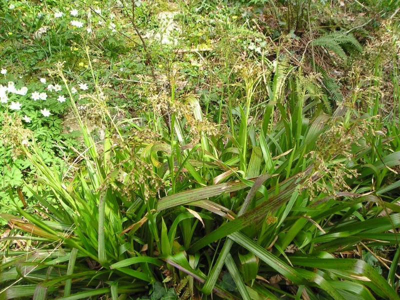 Greater woodrush (Luzula sylvatica) in flower