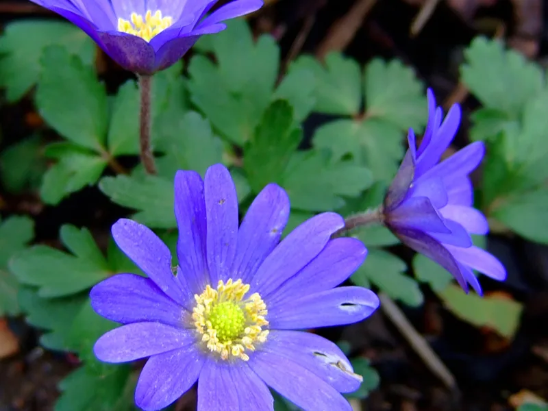 Grecian windflower (Anemone blanda) in flower