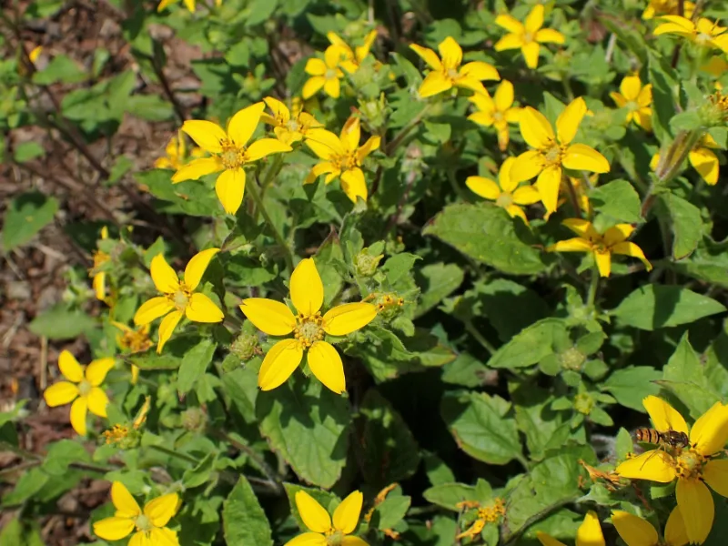 Green-and-gold (Chrysogonum virginianum) in flower