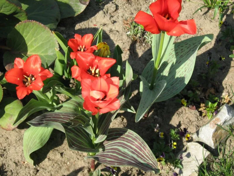 Greigii tulip (Tulipa greigii) in flower