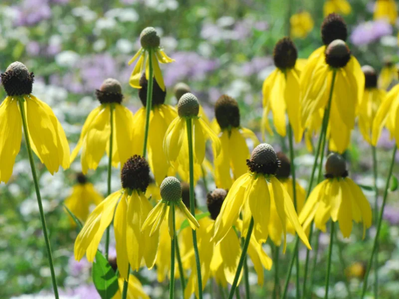 Grey-headed coneflower (Ratibida pinnata) in flower