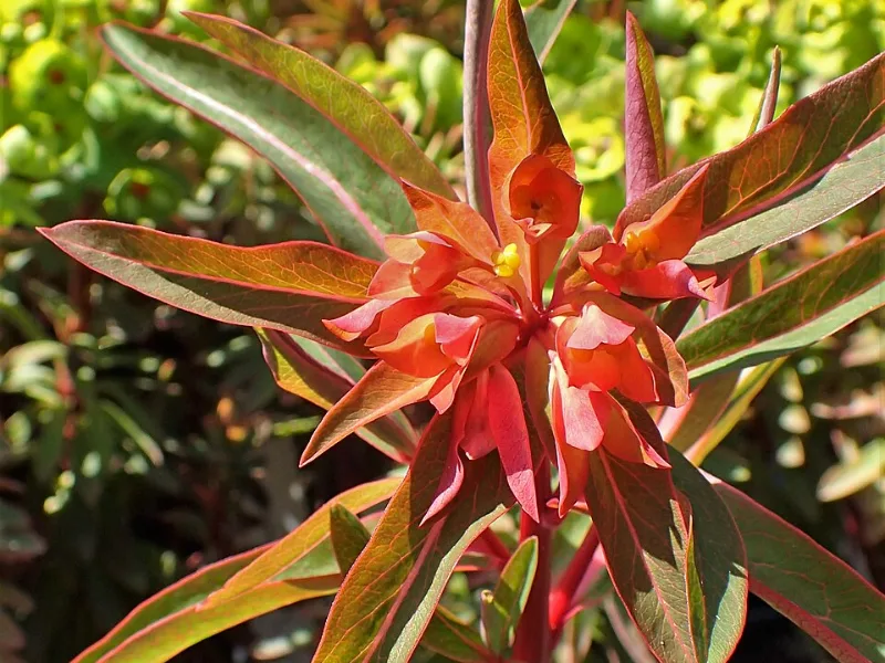 Griffith's spurge 'Fireglow' (Euphorbia griffithii 'Fireglow') in flower