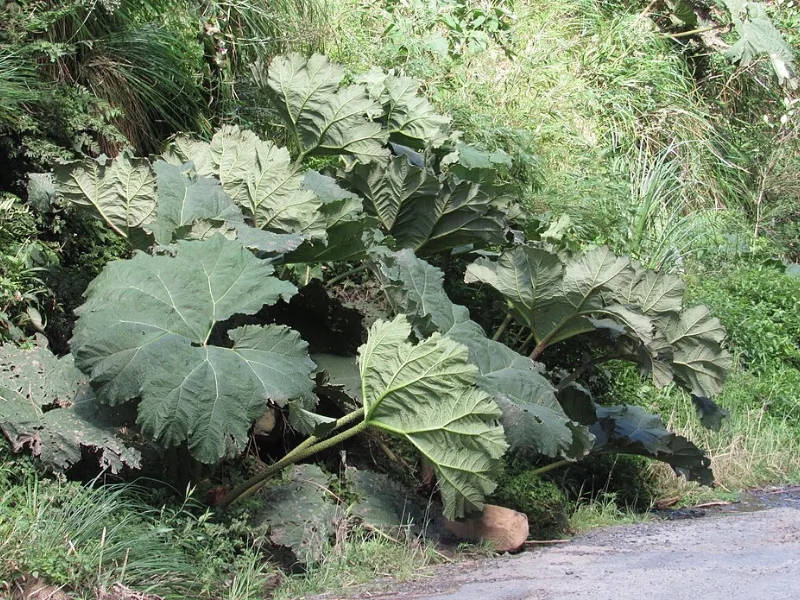Giant rhubarb (Gunnera manicata)