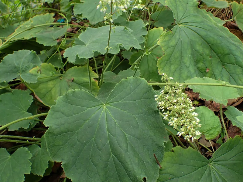 Hairy alumroot 'Autumn Bride' (Heuchera villosa 'Autumn Bride') in flower