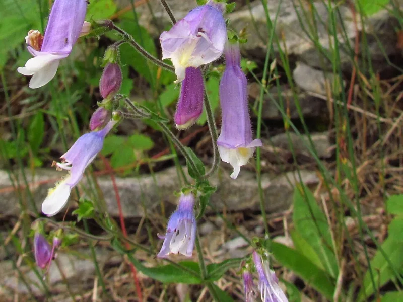 Hairy beardtongue (Penstemon hirsutus) in flower
