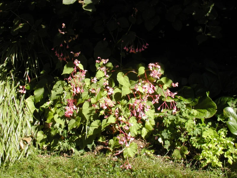 Hardy begonia (Begonia grandis) in flower
