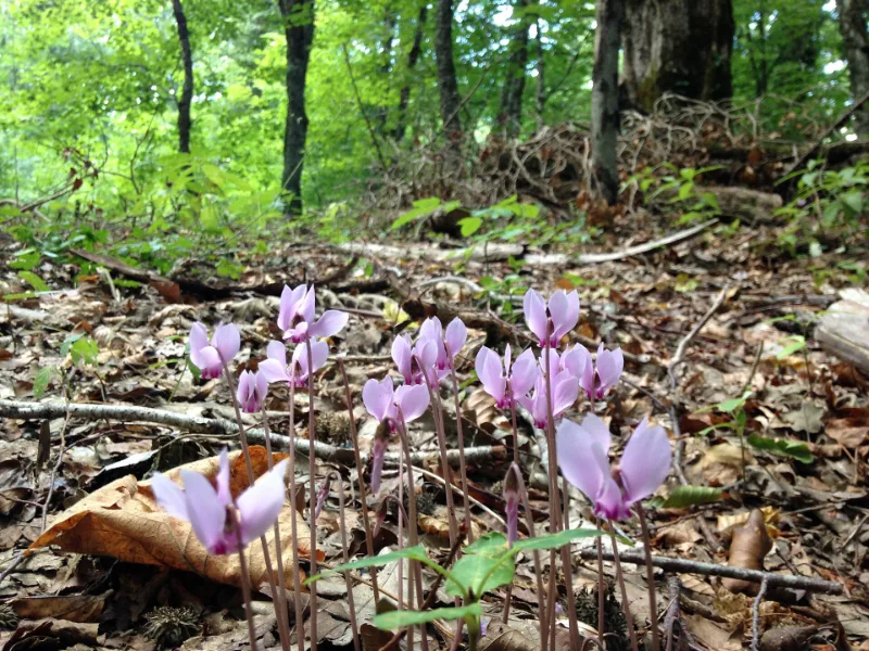 Hardy cyclamen (Cyclamen hederifolium) in flower
