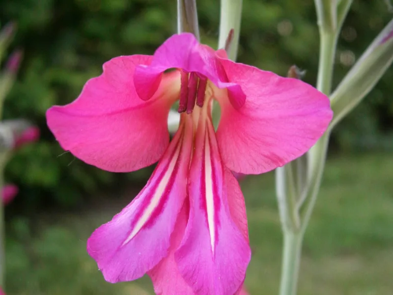 Hardy gladiolus (Gladiolus communis subsp. byzantinus) in flower