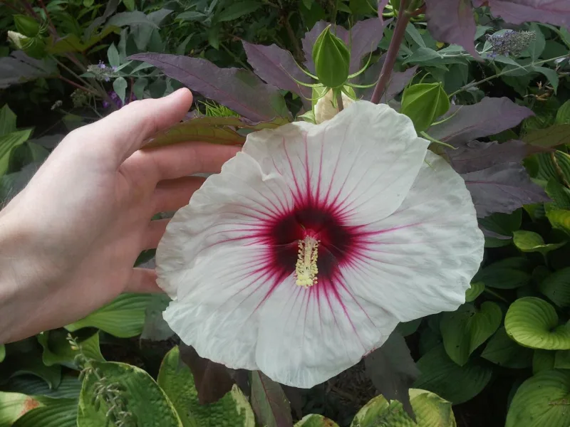 Hardy hibiscus 'Kopper King' (Hibiscus 'Kopper King') in flower