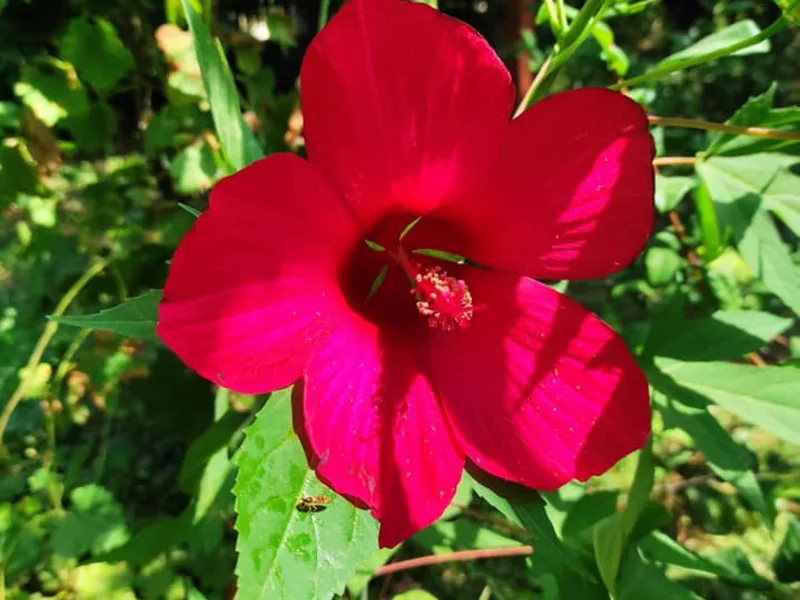Hardy hibiscus 'Lord Baltimore' (Hibiscus 'Lord Baltimore') in flower