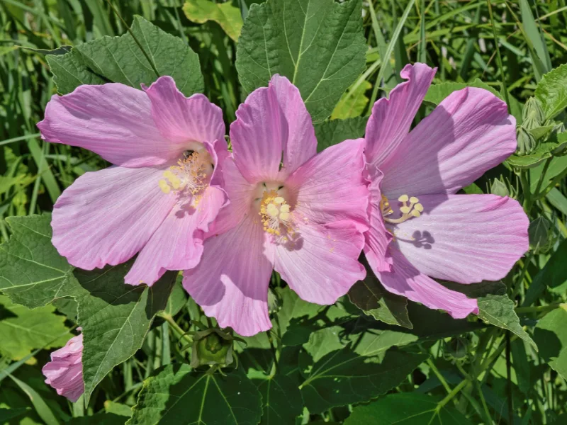 Hardy hibiscus (Hibiscus moscheutos) in flower