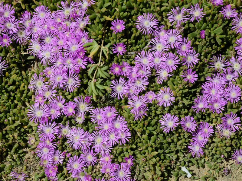Hardy ice plant (Delosperma cooperi) in flower