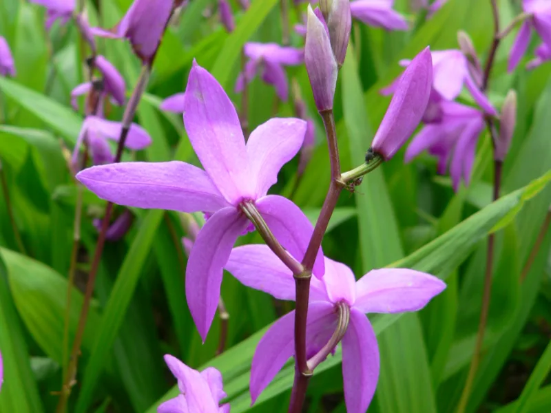 Hardy orchid (Bletilla striata) in flower