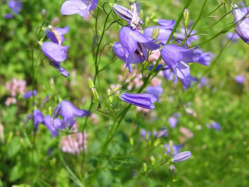 Harebell (Campanula rotundifolia) in flower