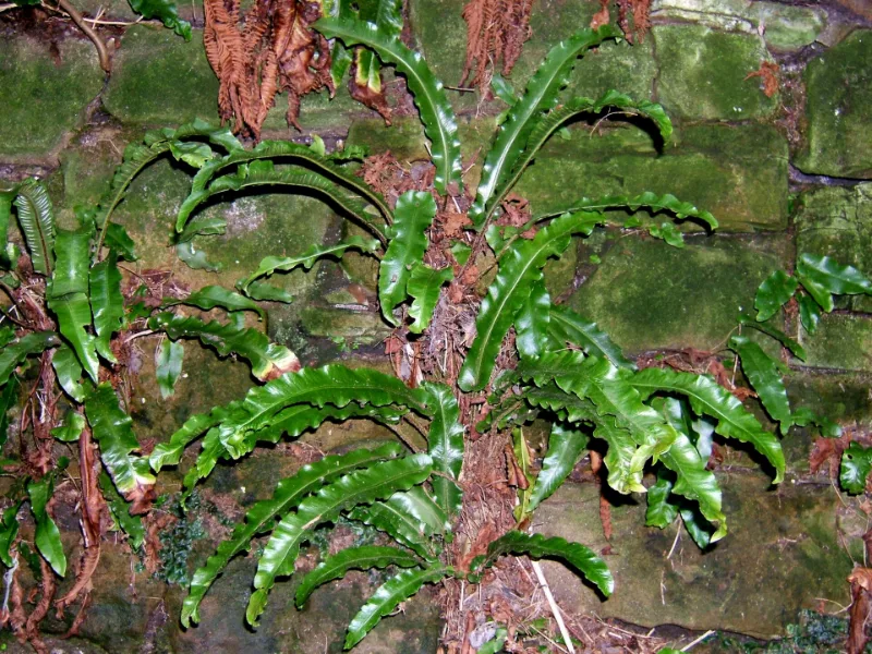 Hart's tongue fern (Asplenium scolopendrium)