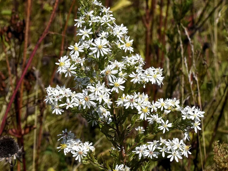 Heath aster 'Snow Flurry' (Symphyotrichum ericoides 'Snow Flurry') in flower