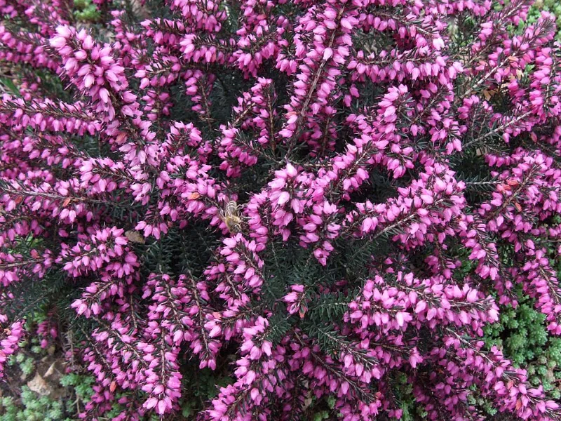 Winter heath 'Kramer's Red' (Erica x darleyensis 'Kramer's Rote') in flower