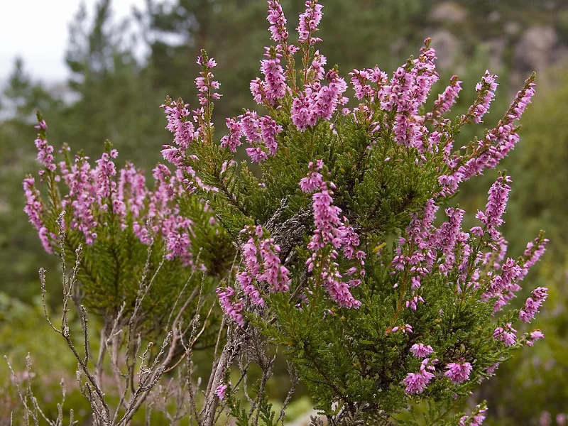 Heather (Calluna vulgaris) in flower