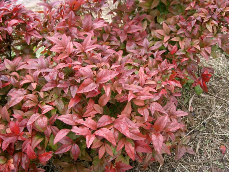 Heavenly bamboo (Nandina domestica) in flower
