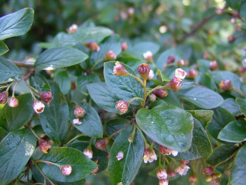 Hedge cotoneaster (Cotoneaster lucidus)