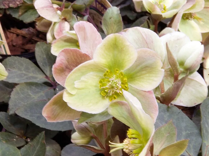 Hellebore 'Ivory Prince' (Helleborus 'Walhelivor' (Ivory Prince)) in flower