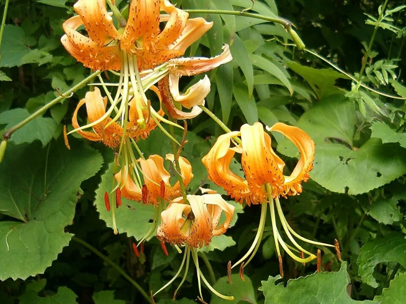 Henry's lily (Lilium henryi) in flower