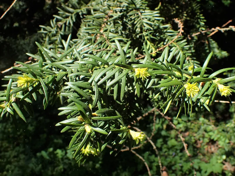Hicks yew (Taxus x media 'Hicksii')