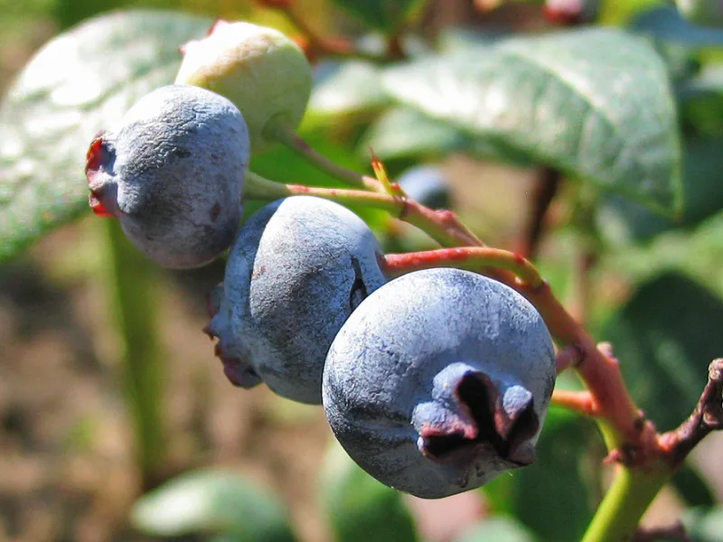 Highbush blueberry (Vaccinium corymbosum) in flower