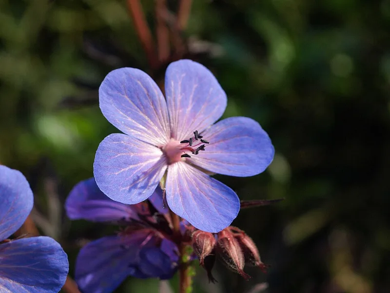 Himalayan cranesbill (Geranium himalayense) in flower