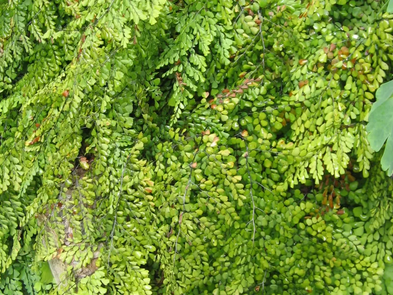 Himalayan maidenhair fern (Adiantum venustum)