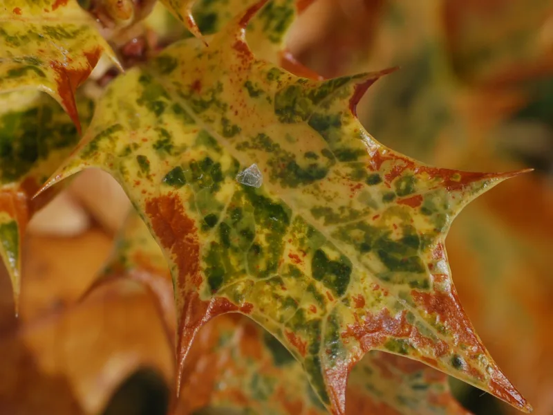 Holly osmanthus 'Goshiki' (Osmanthus heterophyllus 'Goshiki')