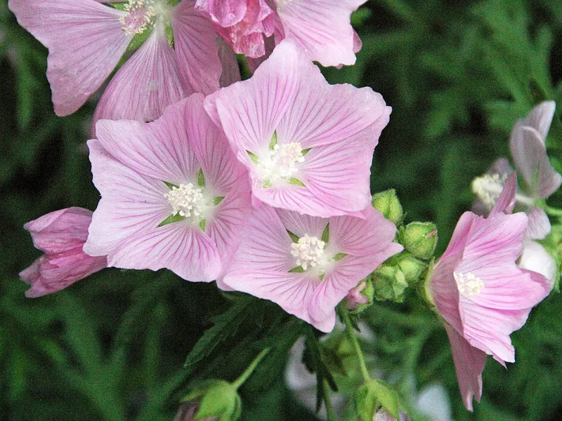 Hollyhock mallow (Malva alcea 'Fastigiata') in flower