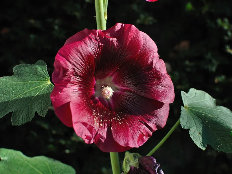 Hollyhock (Alcea rosea) in flower