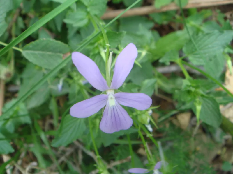 Horned violet (Viola cornuta) in flower
