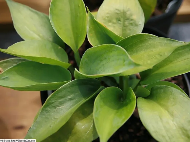 Hosta 'Abiqua Drinking Gourd' (Hosta 'Abiqua Drinking Gourd')