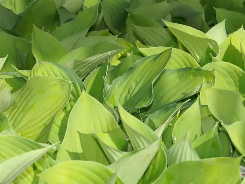 Hosta 'August Moon' (Hosta 'August Moon')