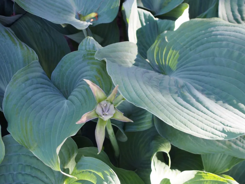Hosta 'Blue Angel' (Hosta 'Blue Angel')